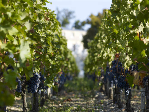 cahors2013是什么法国红酒，口感如何？