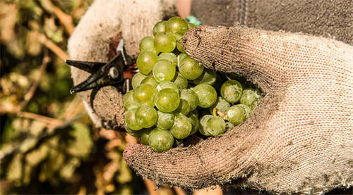 拉菲红葡萄酒价格多少「拉菲最贵多少钱」