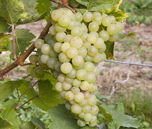 华窖酒三款的价格一样吗,2008年的华窖酒价格表
