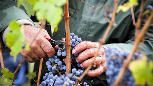 bordeaux2009红酒价格