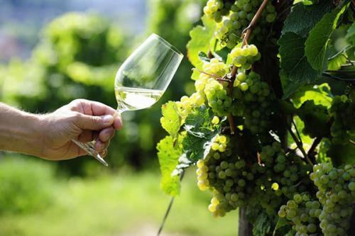 montrachet酒价格(介绍一下葡萄酒montrachet)