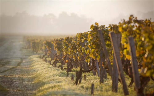 hautmedoc2012红酒价格