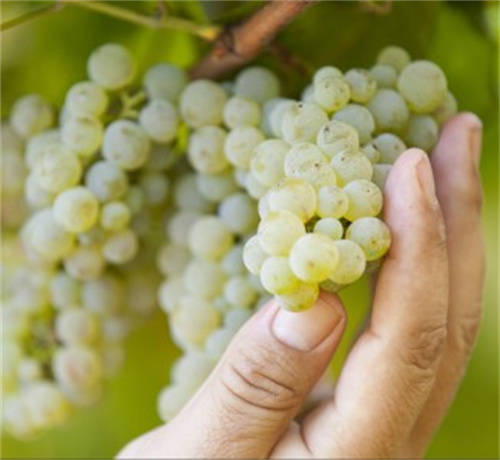 2011年玛歌酒庄红葡萄酒「玛歌红酒2012价格」